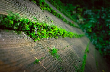 Ein bewachsenes Dach mit Moos.