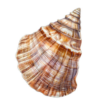 illustration of sea shell
