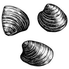 Clam bivalve mollusc png transparent set © Rawpixel.com