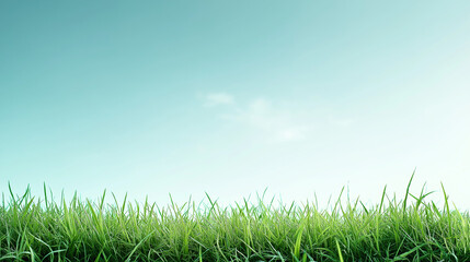 Fototapeta premium A wide shot of the sky, with a clear blue background and a green grass field in front. The grass is tall, with some white flowers blooming on it. 