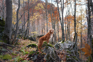 A Nova Scotia Duck Tolling Retriever stands on a rocky path in an autumn forest filled with fallen leaves. The peaceful woods create a serene backdrop for the dog exploration.
