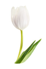 PNG tulip flower, collage element, transparent background