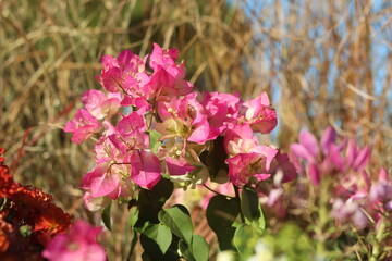 pink and white flowers