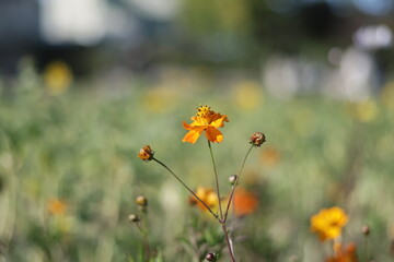 Autumn scenery in Seoul
