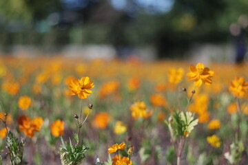 Obraz premium flowers in the field
