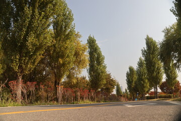 road in autumn