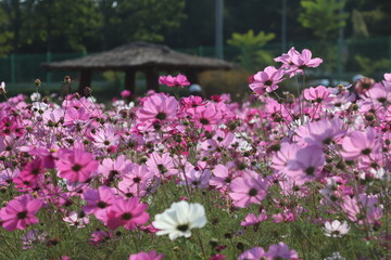 flowers in the garden