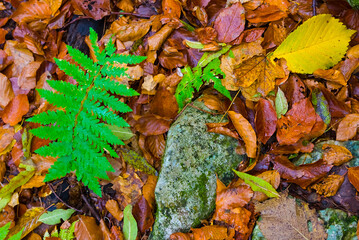 closeup heap of red dry leaves and stones, seasonal natural background