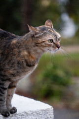 A charming Greek cat relaxing in the sun, sitting on a stone wall in a picturesque village. This image evokes the warmth of Greek culture and the easygoing life of village cats.
