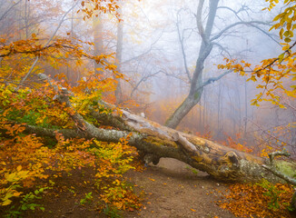 autumn forest covered by red dry leaves in dense blue mist