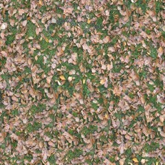 Seamless texture of the grass surface