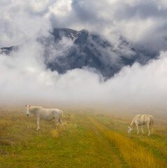 white horses graze among mountain valley in dense mist and clouds