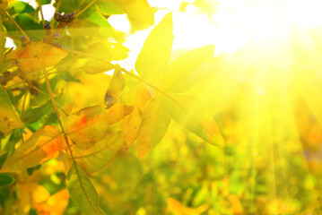 closeup tree branch with red dry leaves in light of sparkle sun, beautiful natural autumn background