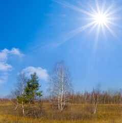 Obraz premium birch tree groove among dry prairies at the bright sunny autumn day