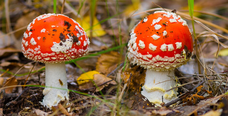 closeup pair of red flyagaric mushroom in autumn forest