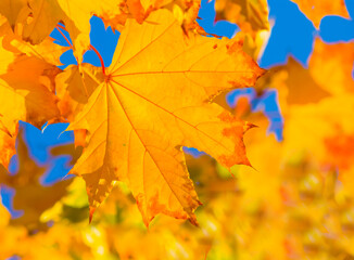 closeup red dry maple tree branch in a forest, beautiful natural outdoor seasonal background