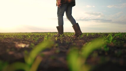 Farmer walking corn sprouts in field. agriculture a business concept. The farmers feet touch the...