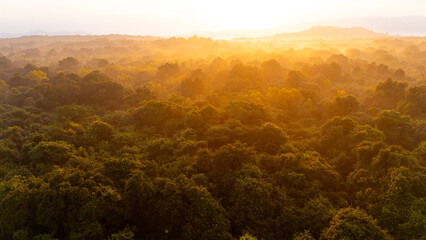 Sunrise over lush Sri Lankan rainforest landscape. Golden sunlight filters through dense foliage in...
