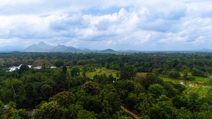 Obraz premium Lush greenery of Sri Lanka bathed in soft sunlight. A breathtaking view of Sri Lanka's extensive greenery, with hills in the background and a vibrant landscape under a cloudy sky.