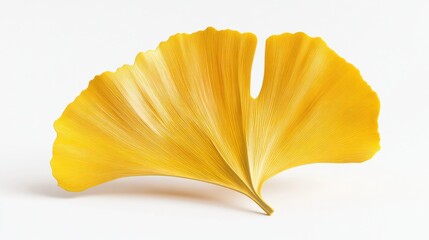 Naklejka premium Golden Ginkgo Leaf