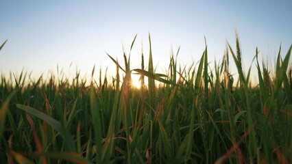 green wheat field agriculture. agriculture business concept. landscape green wheat field at sunset general view. a beautiful field of young wheat with green ears at sunset farm sways in the wind