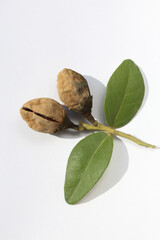 seed pods and leaves of Lagunaria patersonia isolated on white