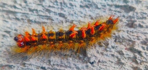 An insect on his back.