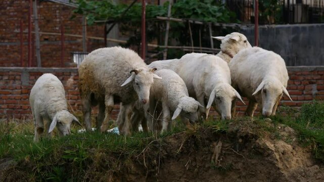 Sheeps grazing or eating green grass in the city.