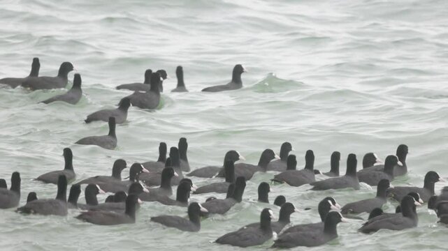 Diverse Fulica atra are seen swimming gracefully together in the beautiful and serene ocean waters