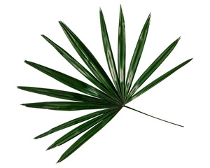 Fan palm png sticker, botanical, transparent background