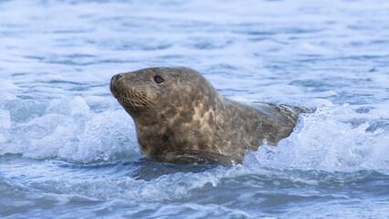 Grey seal lies, washed by the waves, on the beach of the island of Heligoland.