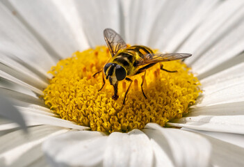 Hoverfly on a daisy