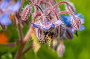 A bee on a colourful borage plant in the summer sunshine