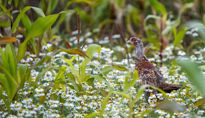 A pheasant in the autumn daisies