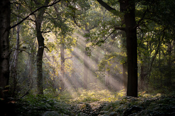 Sun rays in the early morning woodland mist