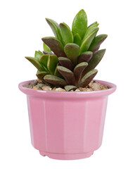 Succulent plant png mockup in a cute pot
