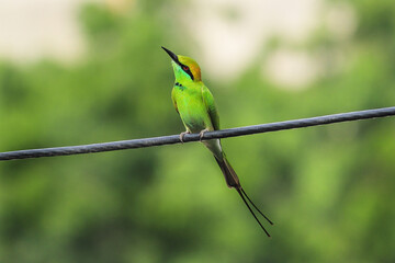 Chestnut-headed bee-eater bird catches on cable for relax and catching gir forest insects. lush green background in gir forest and Vibrant Asian Green Bee-eater Perched on Electric Cable on monsoon.