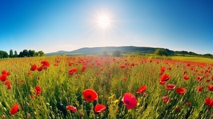 poppy field and sky