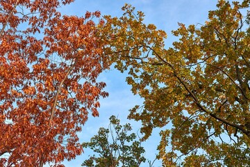 Autumn forest detail, colorful leaves