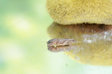 Reflection of a mole cricket on a mirror. This insect has the scientific name Gryllotalpa gryllotalpa.