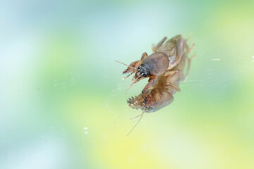 Reflection of a mole cricket on a mirror. This insect has the scientific name Gryllotalpa gryllotalpa.