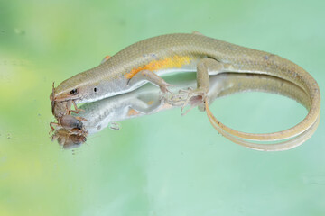 A common sun skink preying on a mole cricket. This reptile has the scientific name Mabouya multifasciata.