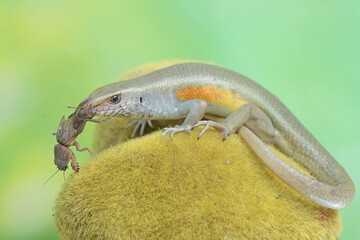 A common sun skink preying on a mole cricket. This reptile has the scientific name Mabouya multifasciata.