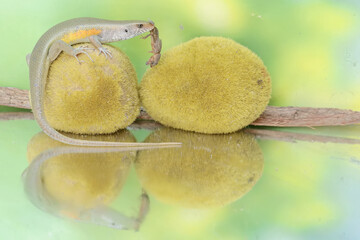 A common sun skink preying on a mole cricket. This reptile has the scientific name Mabouya multifasciata.