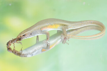 A common sun skink preying on a mole cricket. This reptile has the scientific name Mabouya multifasciata.