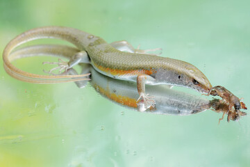 A common sun skink preying on a mole cricket. This reptile has the scientific name Mabouya multifasciata.