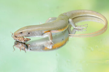 A common sun skink preying on a mole cricket. This reptile has the scientific name Mabouya multifasciata.