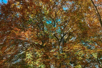 Autumn forest fall colors, mighty tree