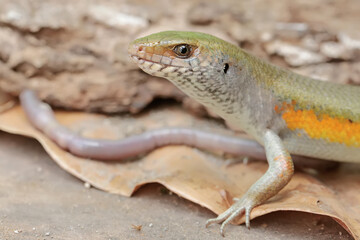 A common sun skink is preying on an earthworm. This reptile has the scientific name Mabouya multifasciata.