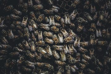 Closeup on a bee colony in the beehive
